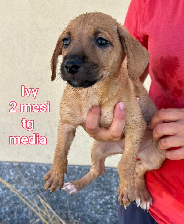 Cuccioli buttati a morire Foto 3