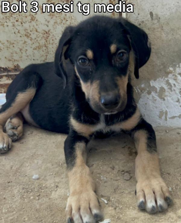 Cuccioli buttati a morire Foto 8