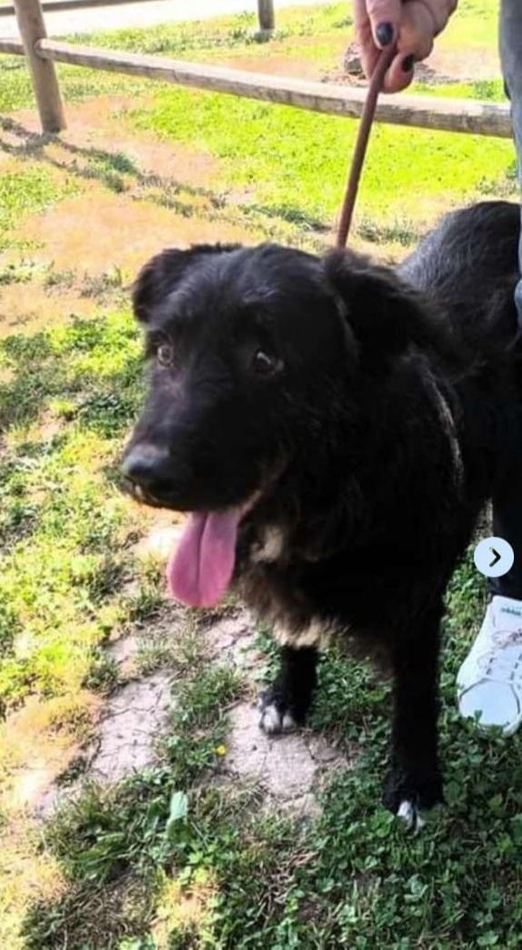 Mix spinoncini 8anni x anni in 1lager NAPOLI  Foto 2