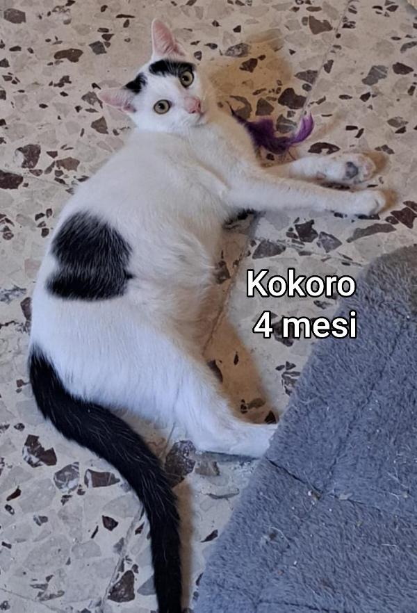TANTI GATTINI SOLI Foto 2