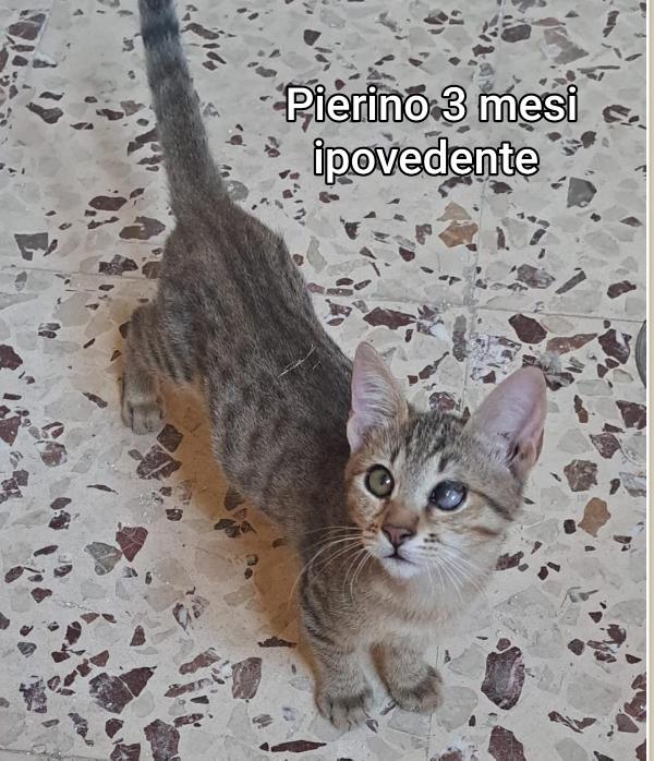 TANTI GATTINI SOLI Foto 3