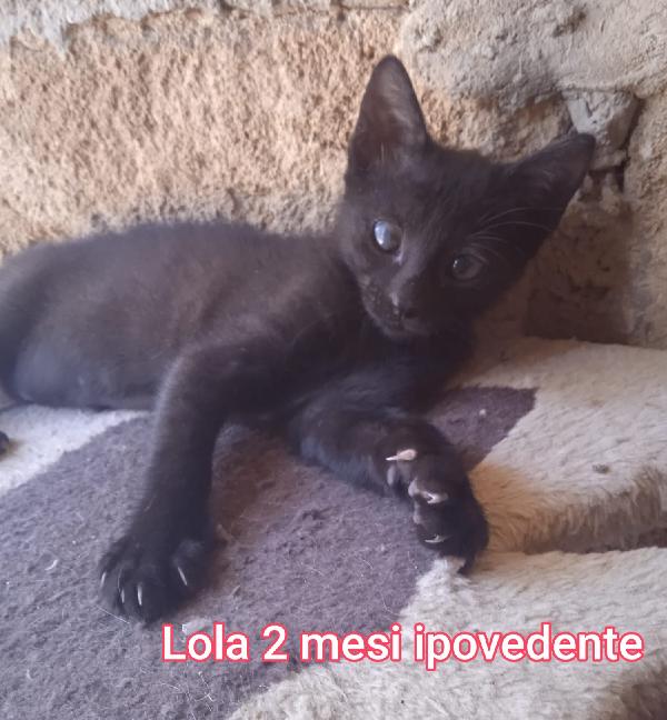 TANTI GATTINI SOLI Foto 4