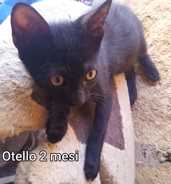 TANTI GATTINI SOLI Foto 5