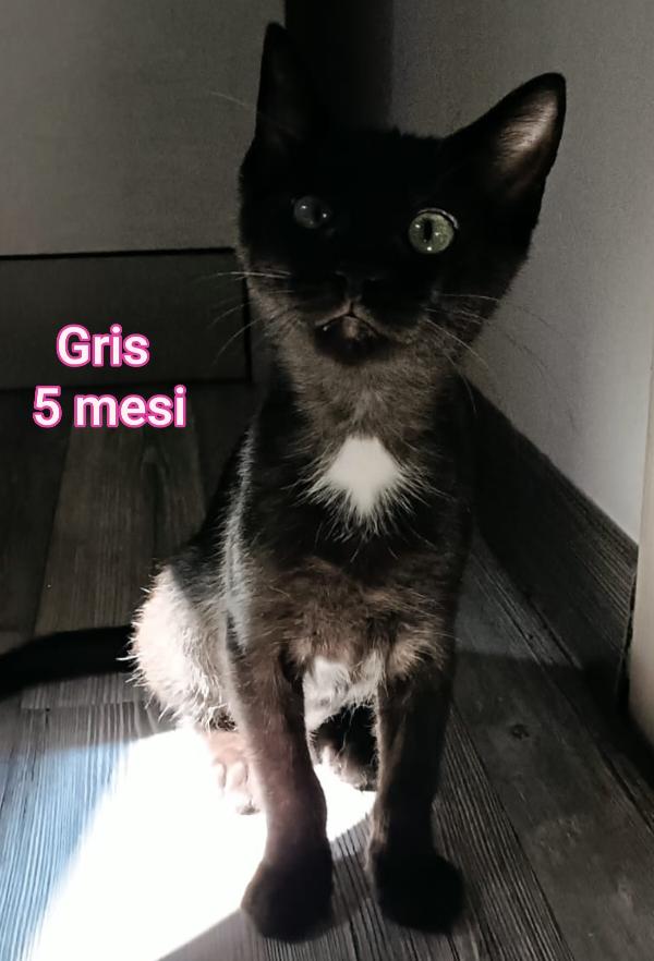 TANTI GATTINI SOLI Foto 6