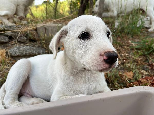 Rocky Dolce Cucciolo 3 Mesi Taglia Media Cerca Casa