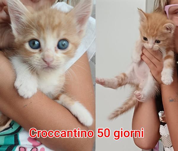 S.O.S MICETTINI DA SALVARE Foto 6