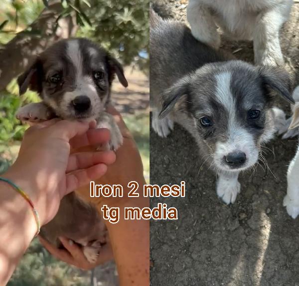 CUCCIOLOTTI DA ADOTTARE  Foto 2