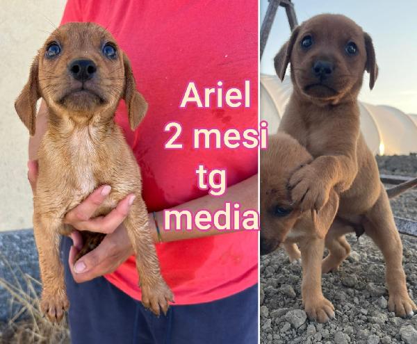 CUCCIOLOTTI DA ADOTTARE  Foto 3