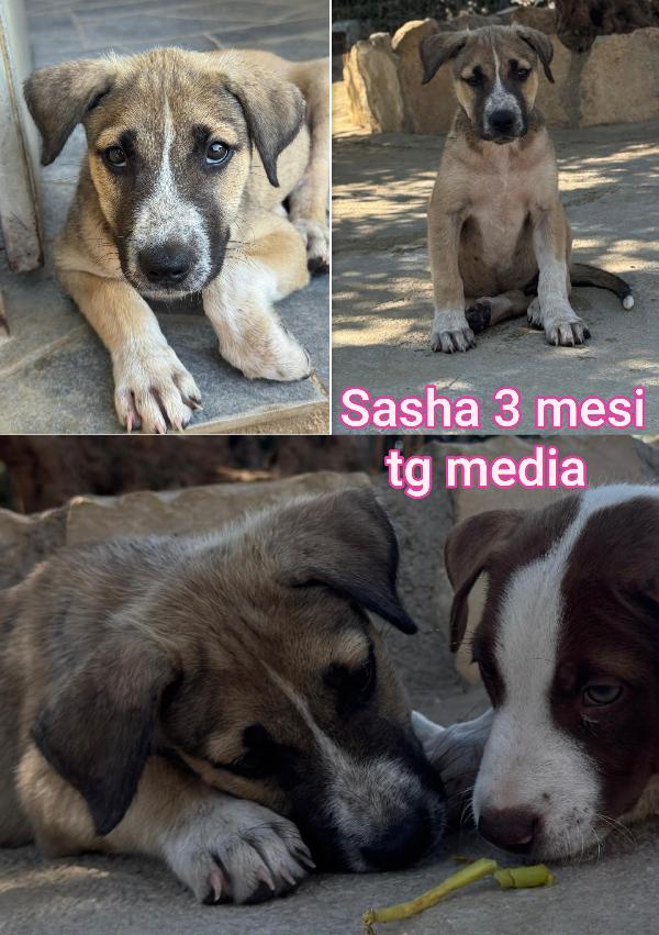 CUCCIOLOTTI DA ADOTTARE  Foto 4