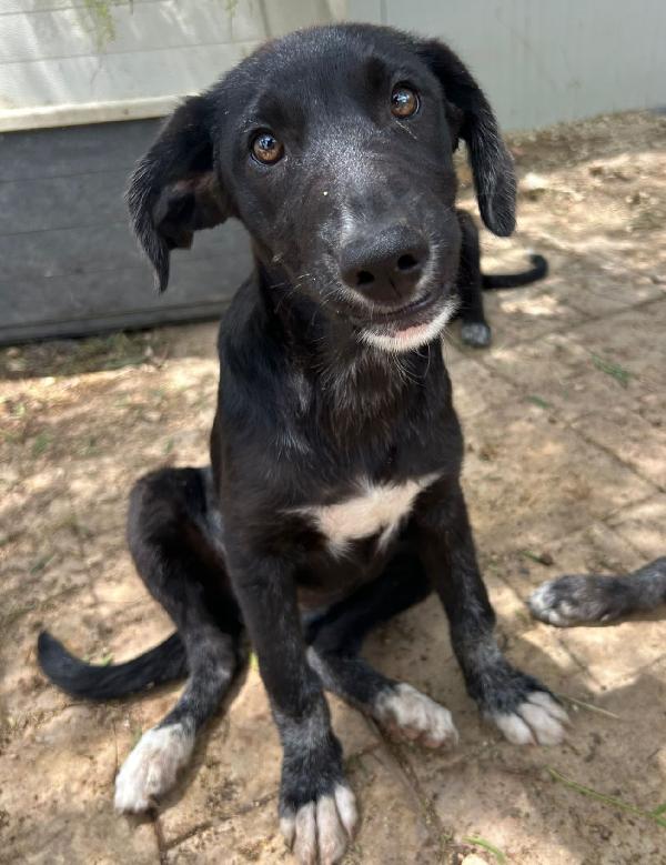 Pimpa! 4 Mesi, Nessuna Richiesta