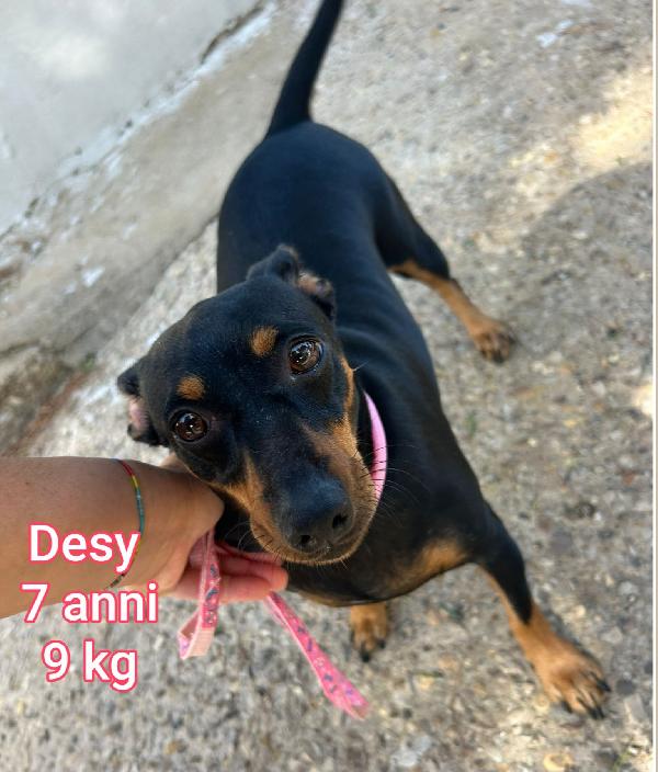 Cani Entro I 15 Chili