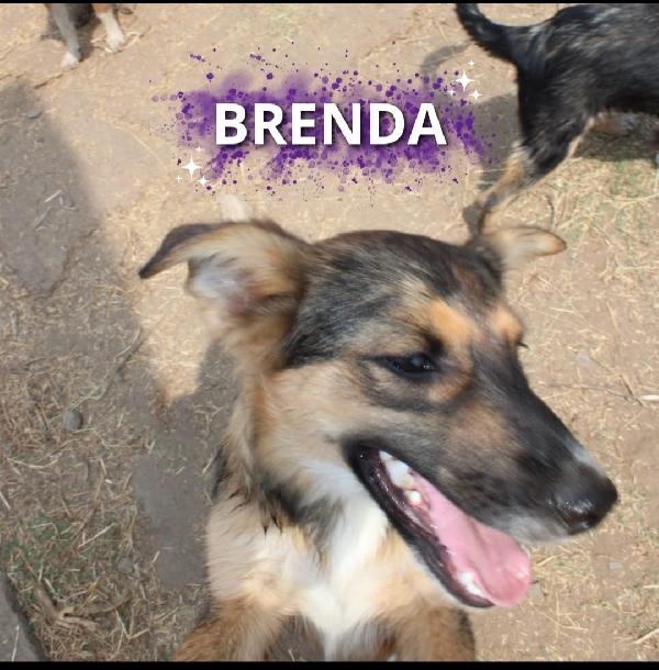 Brenda: Dolce E Socievole Taglia Media Contenuta 
