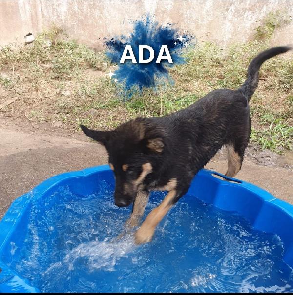 Ada: Cucciola Allegra E Giocherellona 