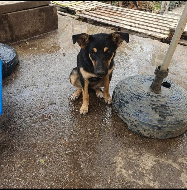 Ada: cucciola allegra e giocherellona  Foto 2
