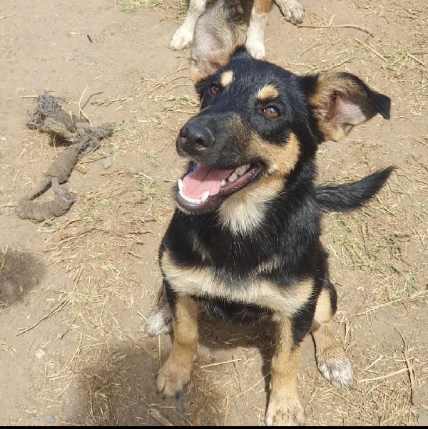 Ada: cucciola allegra e giocherellona  Foto 4