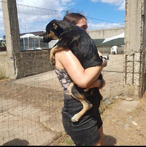 Ada: cucciola allegra e giocherellona  Foto 5