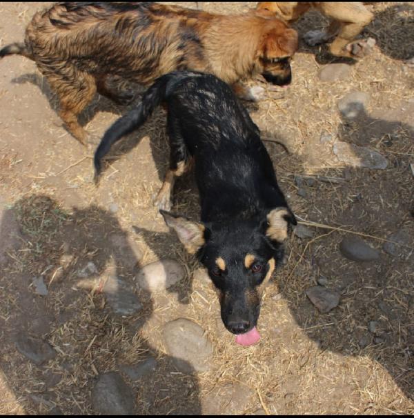 Ada: cucciola allegra e giocherellona  Foto 6