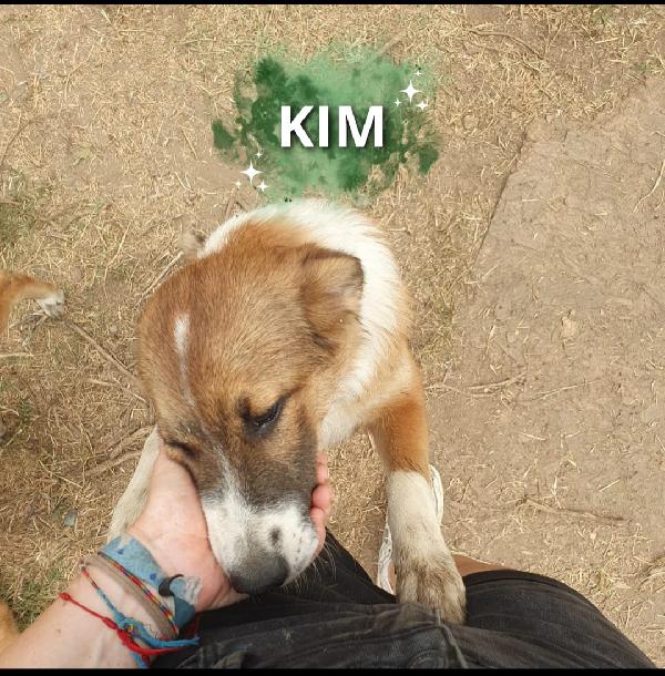 Kim: Cucciola Tenera E Socievole 