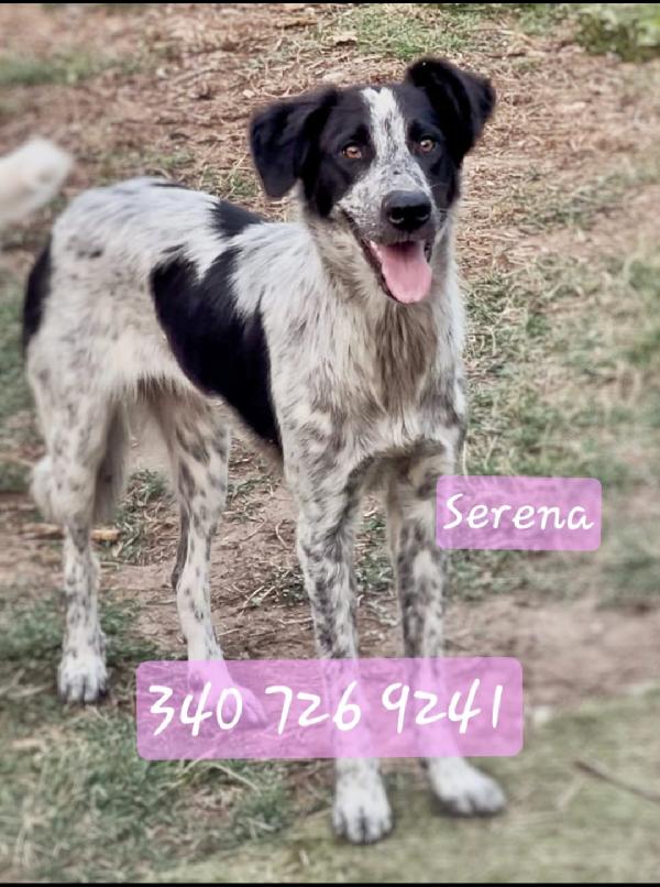 Serena: Timida E Dolce 