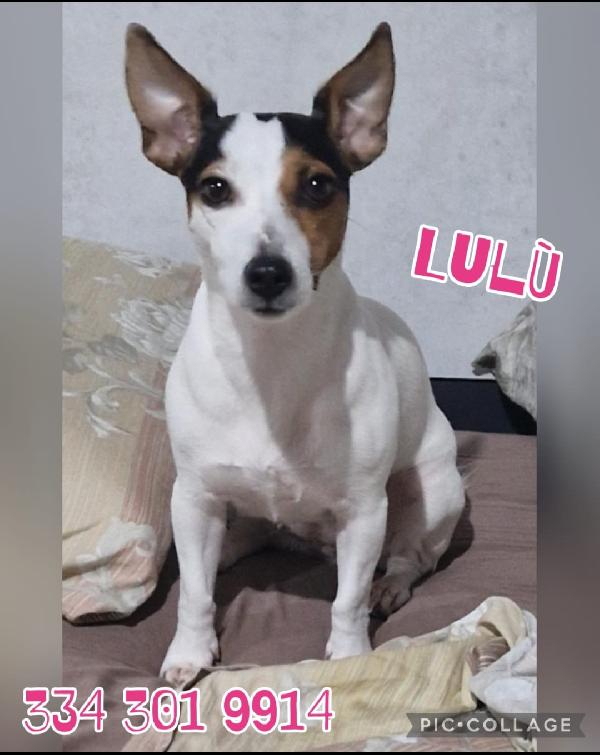 Lulù: Simil Jack Russell Socievole 