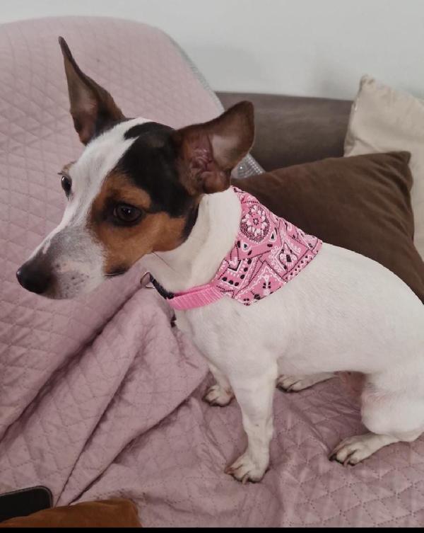 Lulù: simil jack Russell socievole  Foto 4