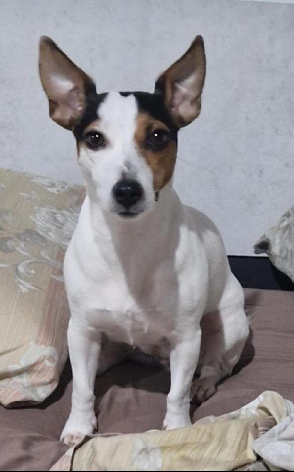 Lulù: simil jack Russell socievole  Foto 5