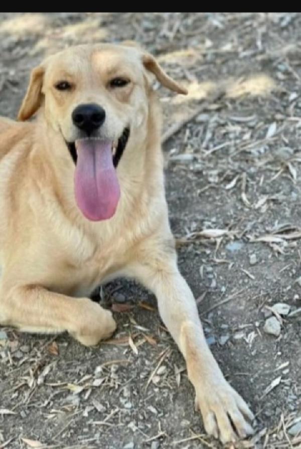 Giulio 3Anni Che Ne Sarà Di Lui?Napoli