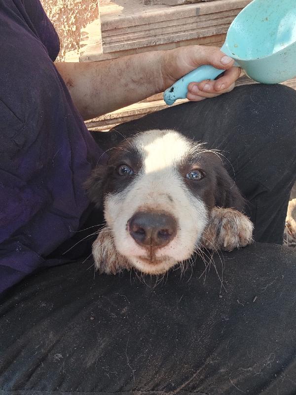 👉 “Numa, cucciolo bianco e nero: il sogno di una casa dopo la perdita del suo angelo Biagio” Foto 3