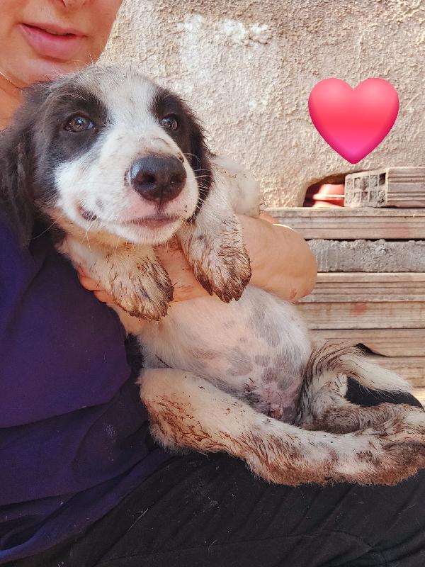 👉 “Numa, cucciolo bianco e nero: il sogno di una casa dopo la perdita del suo angelo Biagio” Foto 4