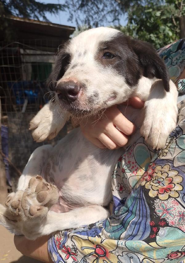 👉 “Numa, cucciolo bianco e nero: il sogno di una casa dopo la perdita del suo angelo Biagio” Foto 7