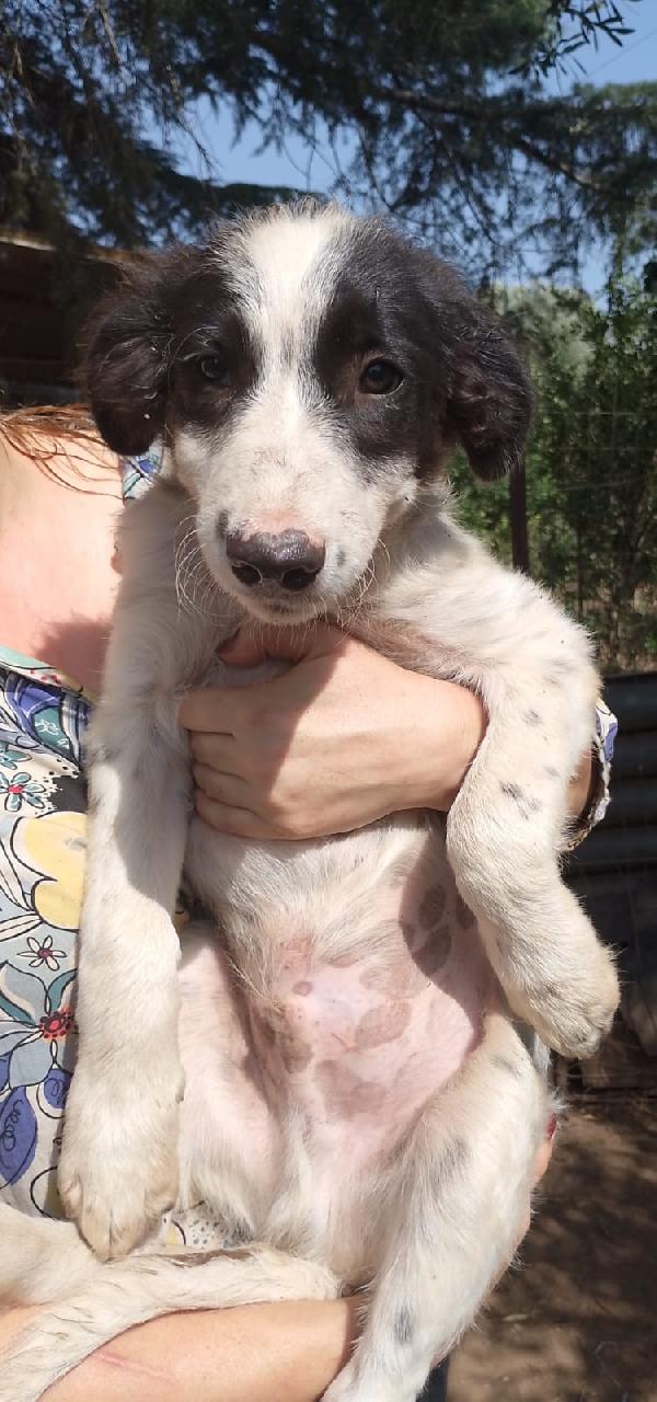 👉 “Numa – cucciolo maschio, 3 mesi, futura taglia media cerca casa Foto 4