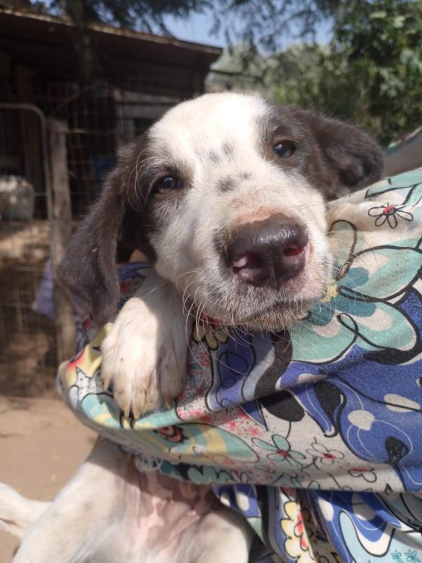 👉 “Numa – cucciolo maschio, 3 mesi, futura taglia media cerca casa Foto 5
