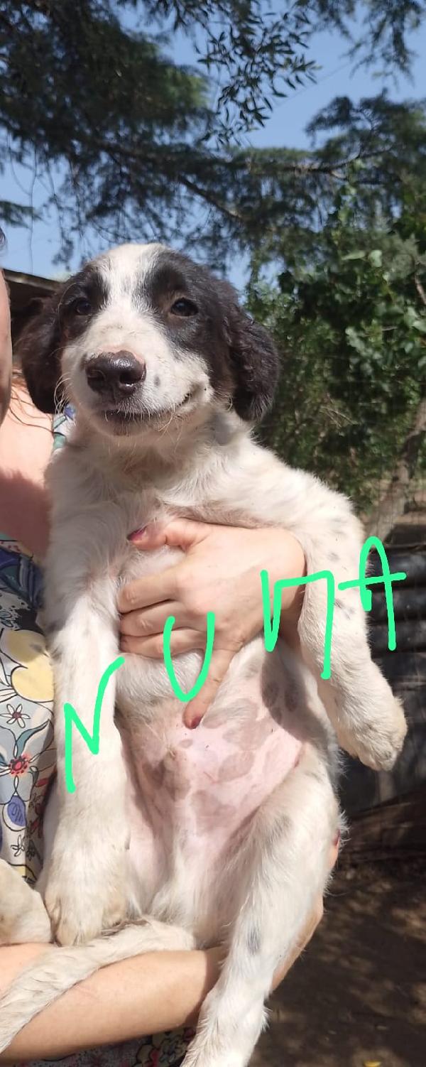 👉 “Numa – cucciolo maschio, 3 mesi, futura taglia media cerca casa Foto 7
