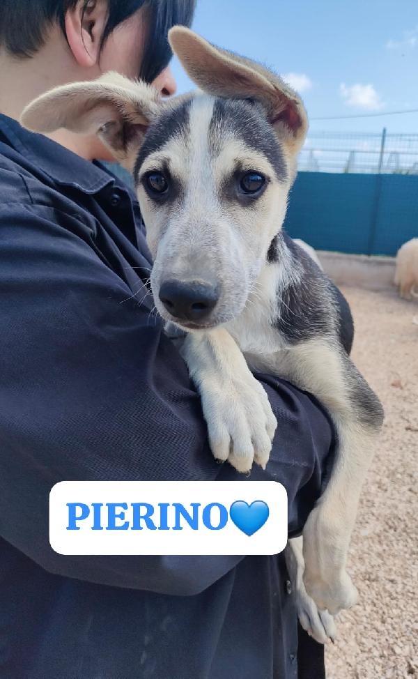 “Pierino, Dolce Cucciolo Abbandonato, Sogna Una Casa Tutta Sua”