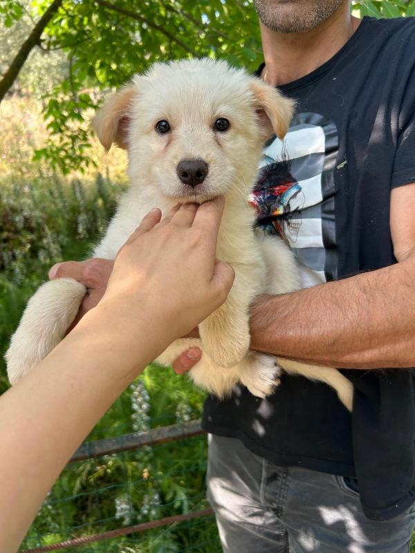 “Poldo, cucciolo rimasto solo, sogna finalmente una famiglia” Foto 7