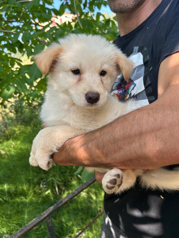 “Poldo – cucciolo maschio, affettuoso e giocherellone cerca casa” Foto 5