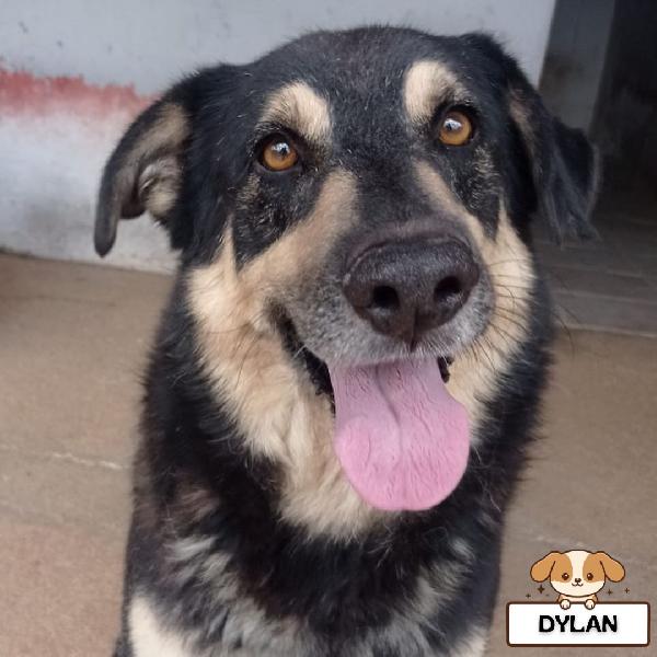 Dylan Dolce Ed Affettuoso Cerca Adozione - 7 Anni Da Sempre In Canile!!