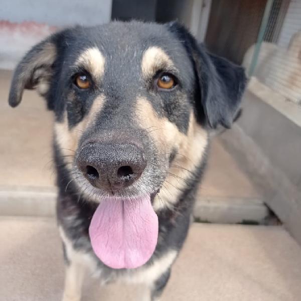 DYLAN dolce ed affettuoso cerca adozione - 7 anni da sempre in canile!! Foto 4