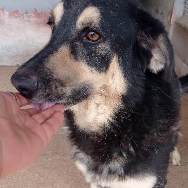 DYLAN dolce ed affettuoso cerca adozione - 7 anni da sempre in canile!! Foto 6