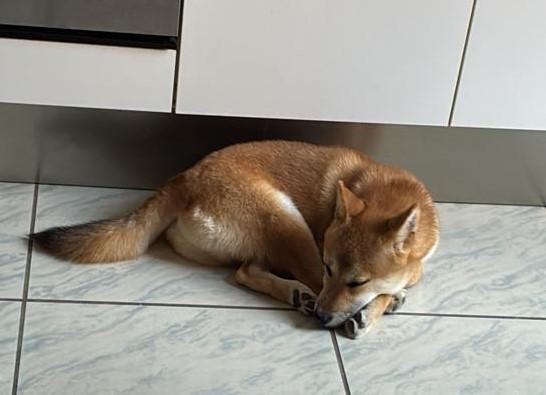 Adozione Joy cucciolo shiba inu