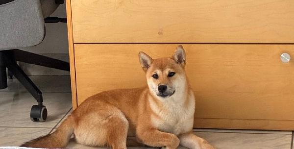 Adozione Joy cucciolo shiba inu - media 2
