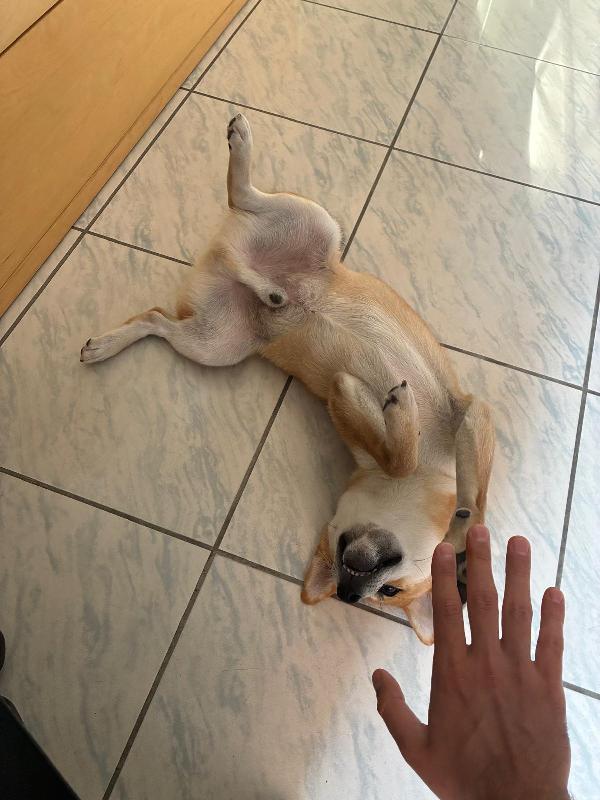 Adozione Joy cucciolo shiba inu - media 3