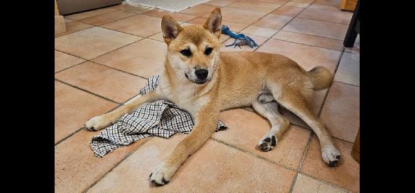 Adozione Joy cucciolo shiba inu - media 4