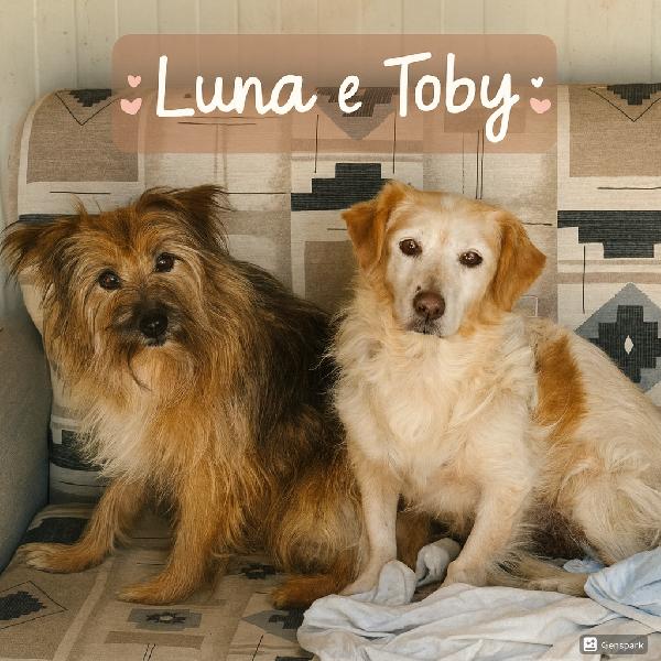 Luna E Toby Cercano Casa - Adozione Del Cuore!