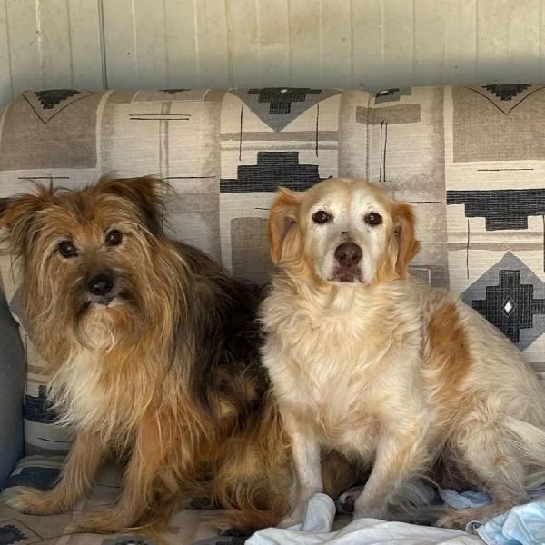 Luna e Toby cercano casa - adozione del cuore! Foto 2