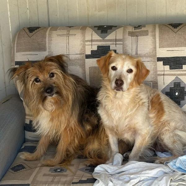 Luna e Toby cercano casa - adozione del cuore! Foto 3