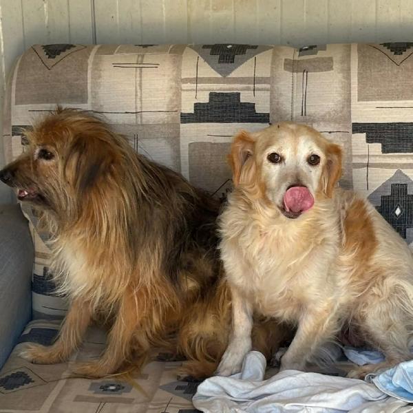 Luna e Toby cercano casa - adozione del cuore! Foto 4