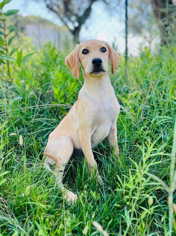 Bellissimo cucciolo di 4 mesi chiuso in box da solo Foto 3