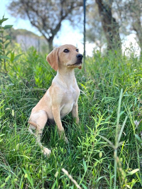 Bellissimo cucciolo di 4 mesi chiuso in box da solo Foto 4