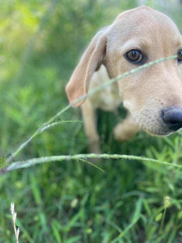 Bellissimo cucciolo di 4 mesi chiuso in box da solo Foto 5